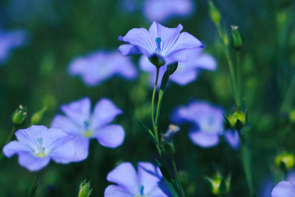 亜麻の花Ⅱ