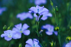 亜麻の花Ⅱ