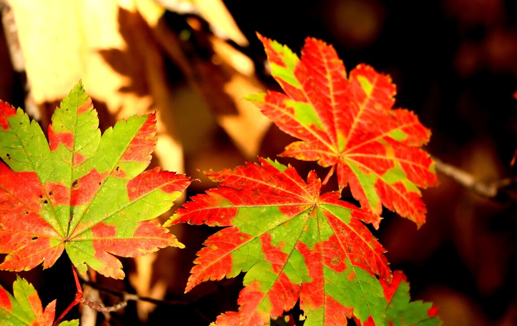 それぞれの秋♪Ⅱ