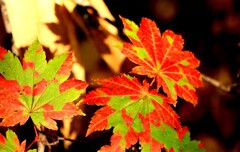 それぞれの秋♪Ⅱ