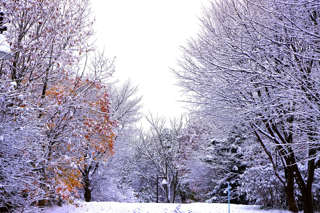 雪がやってきた