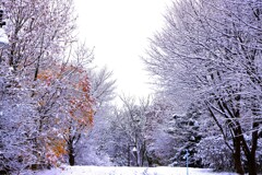 雪がやってきた