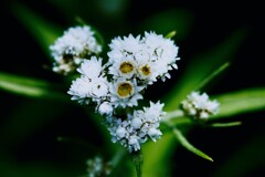 野に咲く花