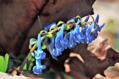 春の花Ⅰ(エゾエンゴサク）