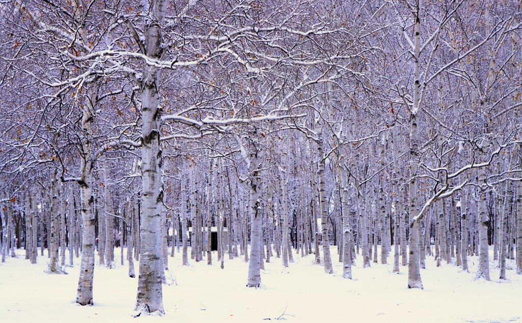 雪がやってきた（白樺）