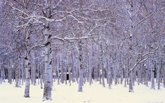 雪がやってきた（白樺）