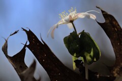 春を告げる花たちⅠ