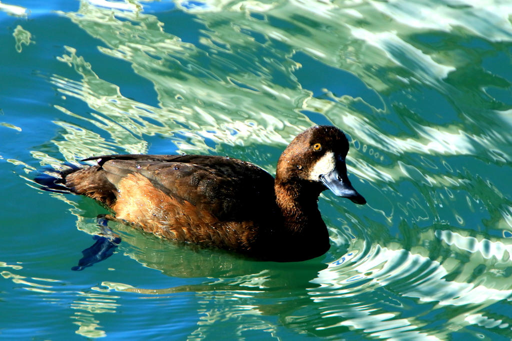 スズガモⅠ（蔵出）