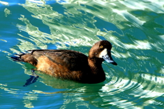 スズガモⅠ（蔵出）