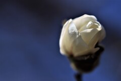 もう少しで開花(こぶし）