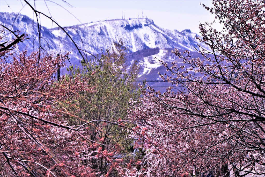 北国の桜