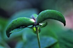 花が終わり実をつけるⅡ