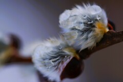 春の予感Ⅱ