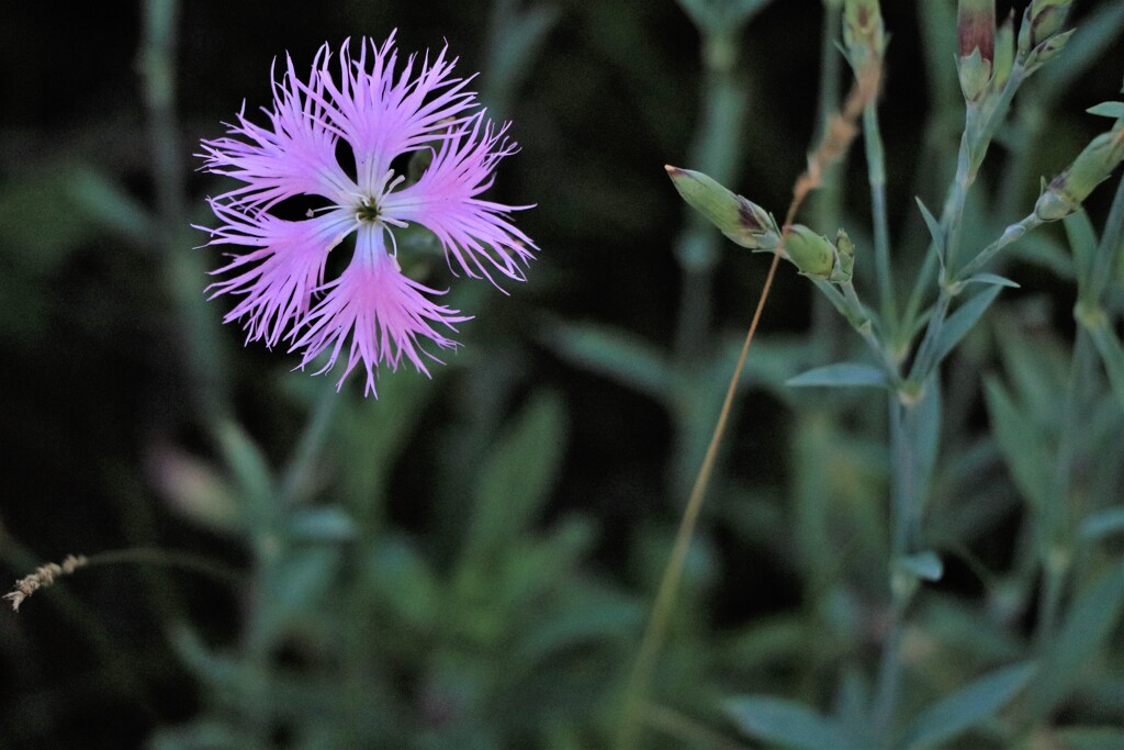 エゾカワラナデシコ