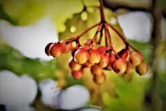 色ずいてきたナナカマド実