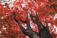 紅葉Ⅰ(楓）
