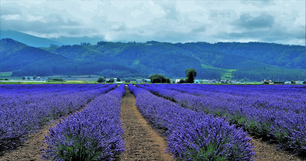 ファ－ム富田　ラベンダーイースト