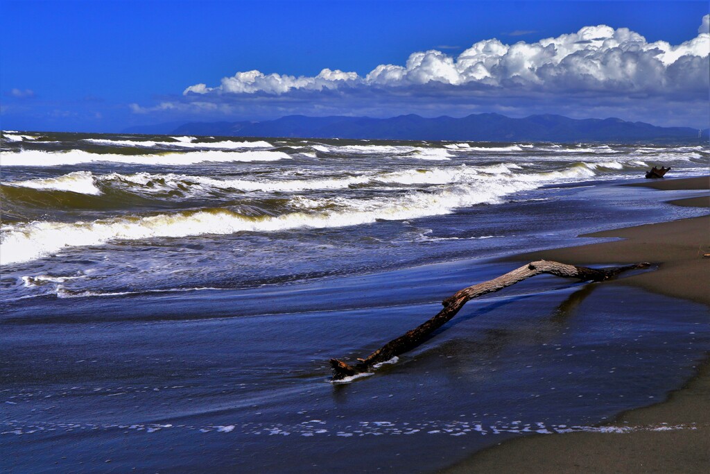 夏の終わりにⅡ(流木）