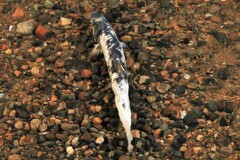 子孫を残す(鮭）