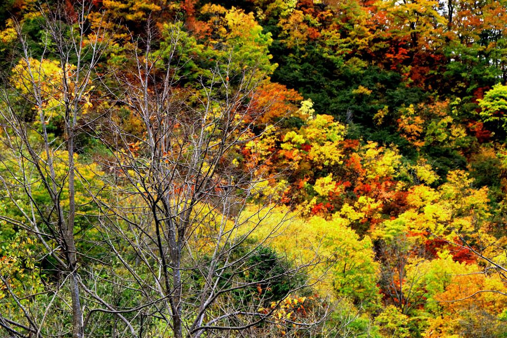 あ～秋ですね♪
