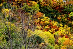 あ~秋ですね♪ あ~秋ですね♪