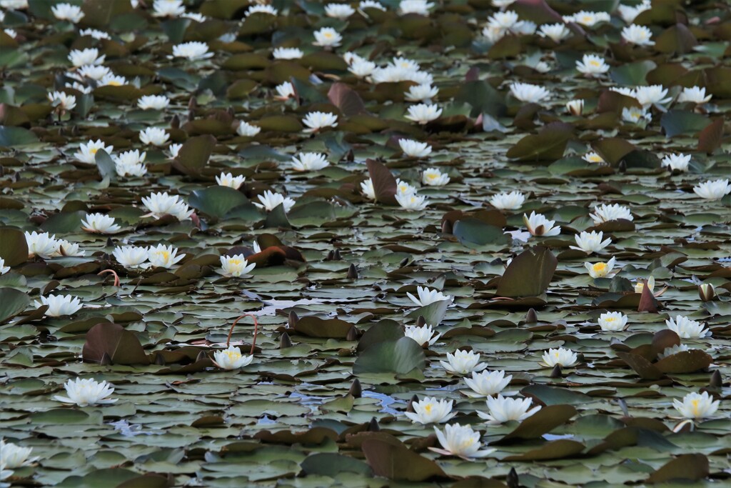 睡蓮が咲きだしました