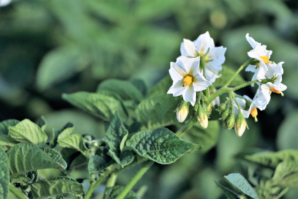 ジャガイモの花