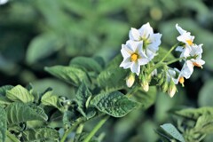 ジャガイモの花