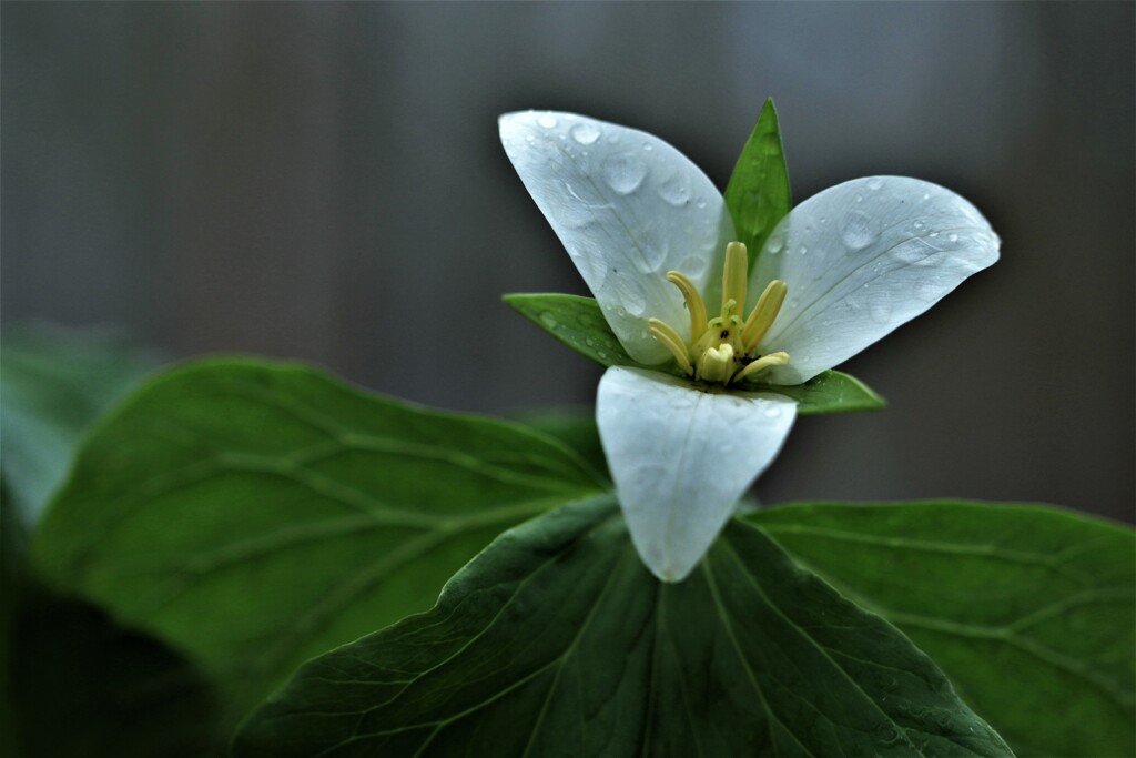 April rain(4月の雨）Ⅱ 