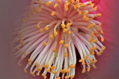 花火（椿咲く春なのに♪Ⅱ）