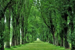 新緑のポプラ並木
