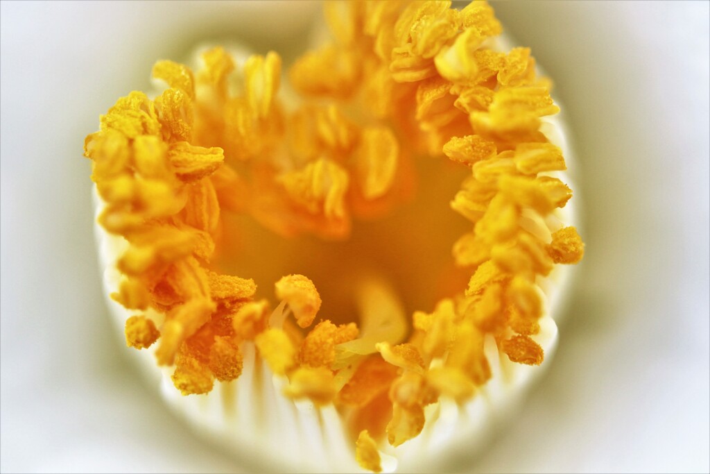 椿の雄しべとめしべ