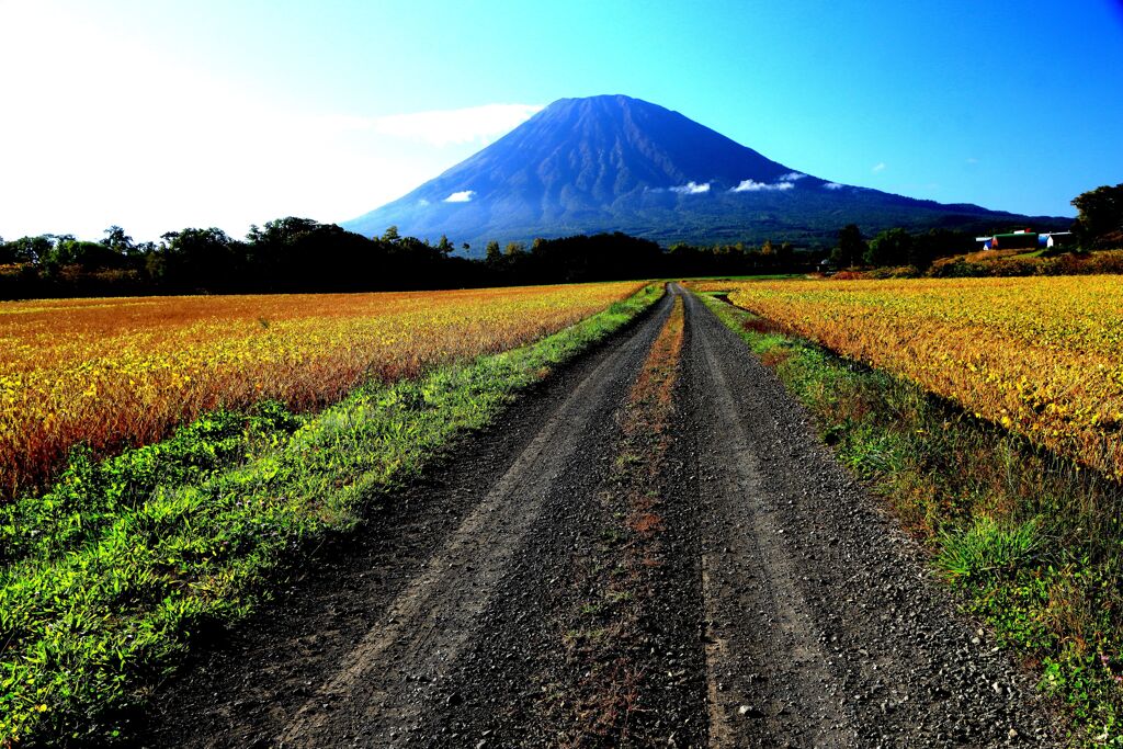羊蹄山と農道
