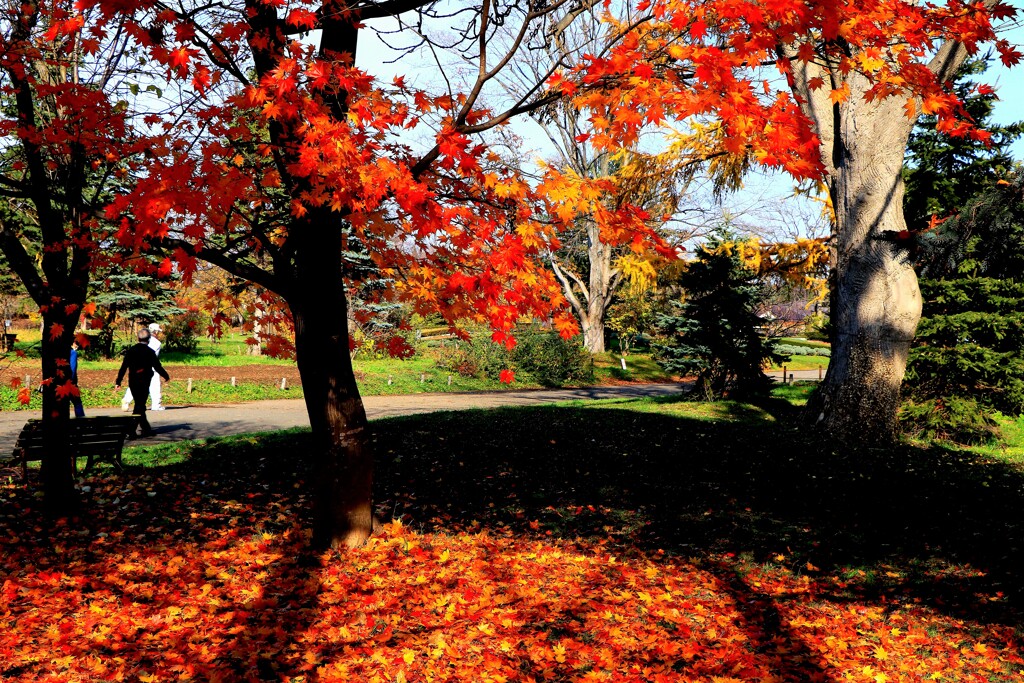 今年最後の紅葉