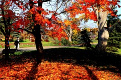 今年最後の紅葉