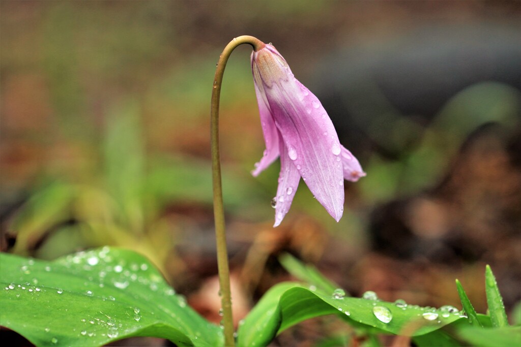 April rain(4月の雨）