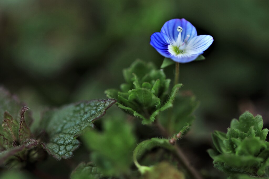 春を告げる花たちⅠ