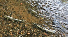 子孫を残す(鮭）