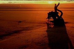 夕日の流木影