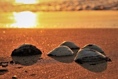 夕陽とホッキの貝殻