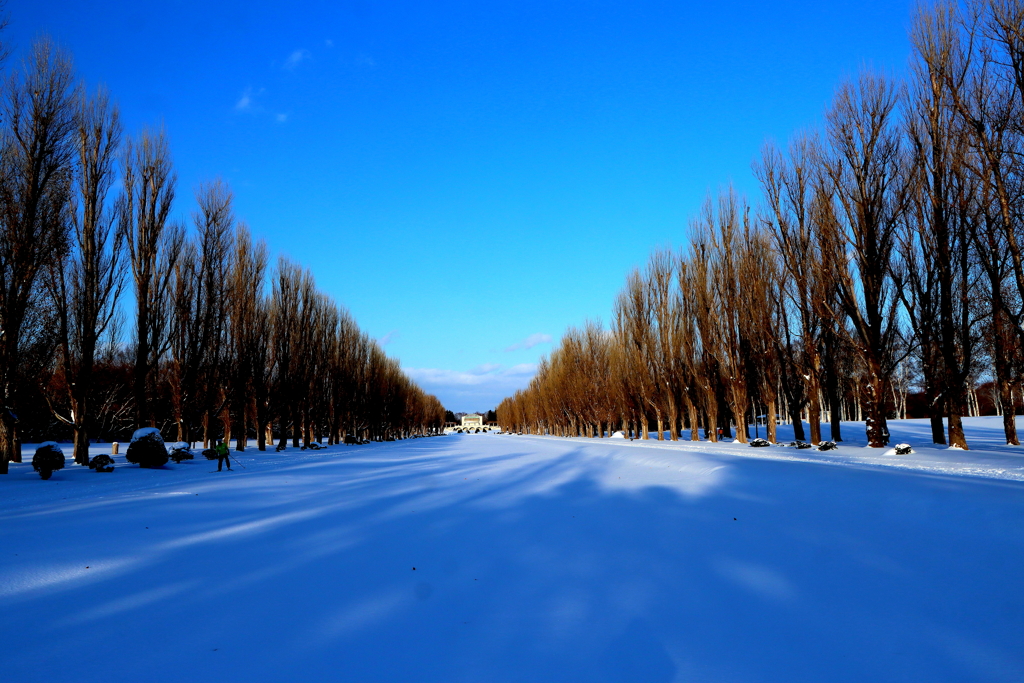 冬の森林公園