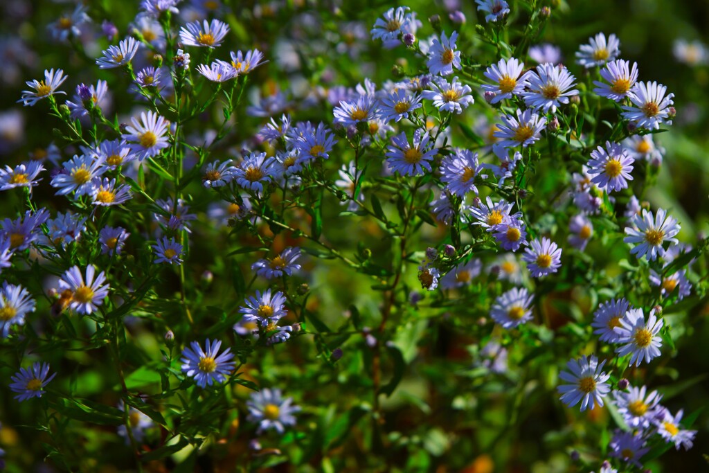 エゾノノコンギク