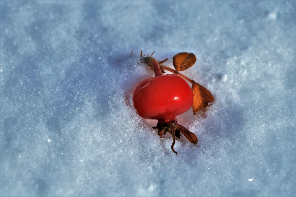 埋もれる(ハマナスの実）