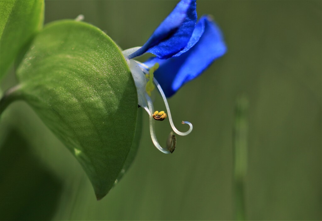 マクロ練習(つゆ草）