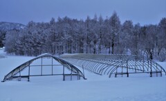 春まで待とうね～