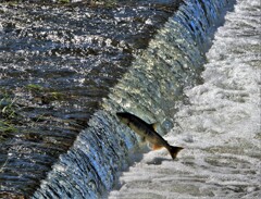 生れ故郷に帰る