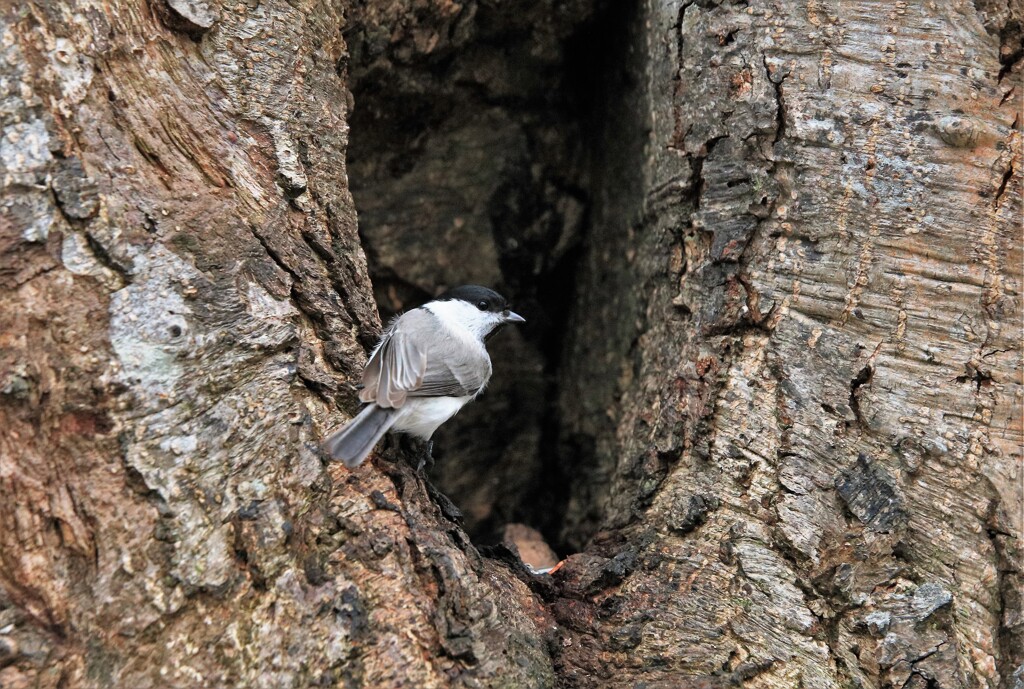ハシブトガラかコガラ❔