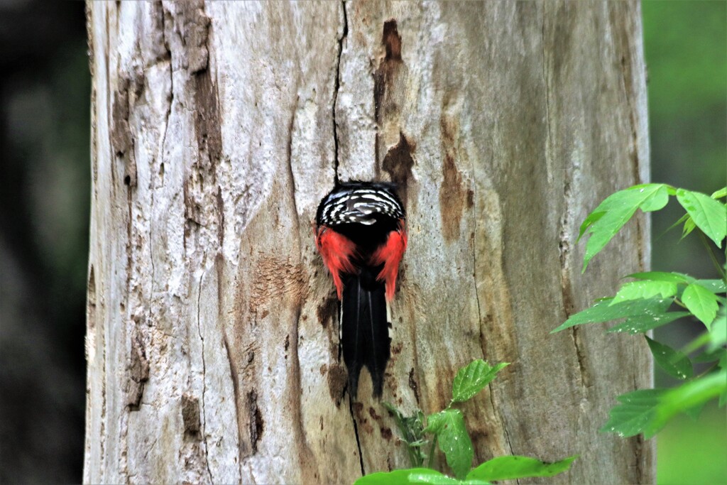アカゲラの巣作り