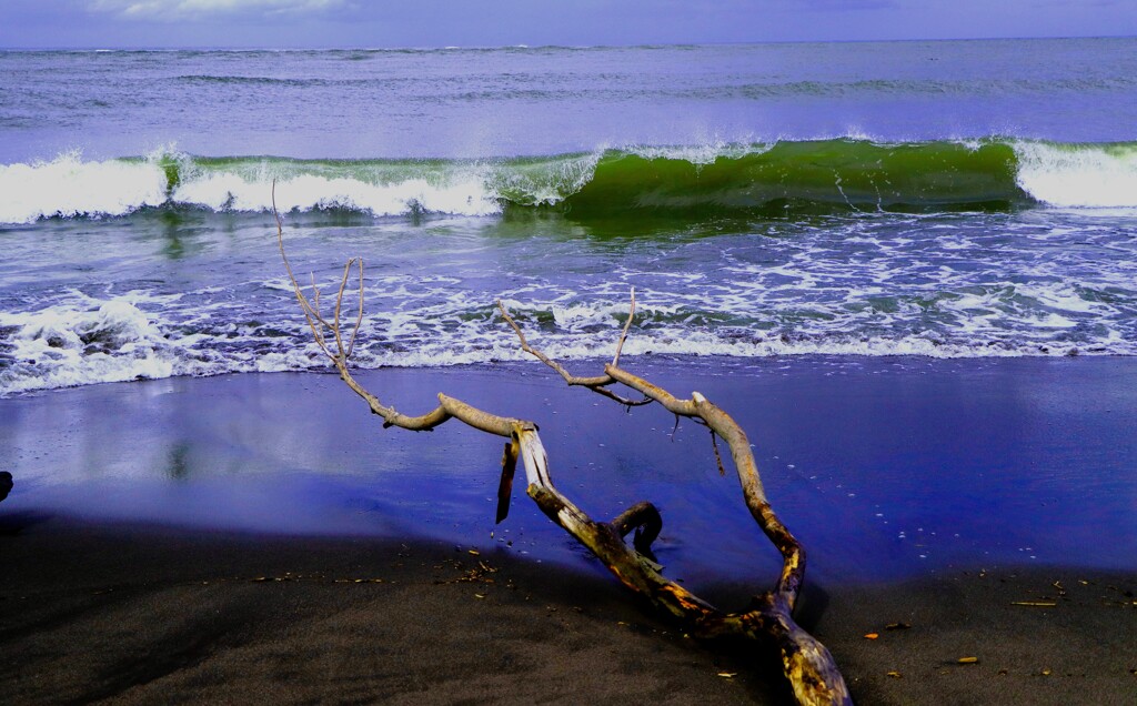 流木