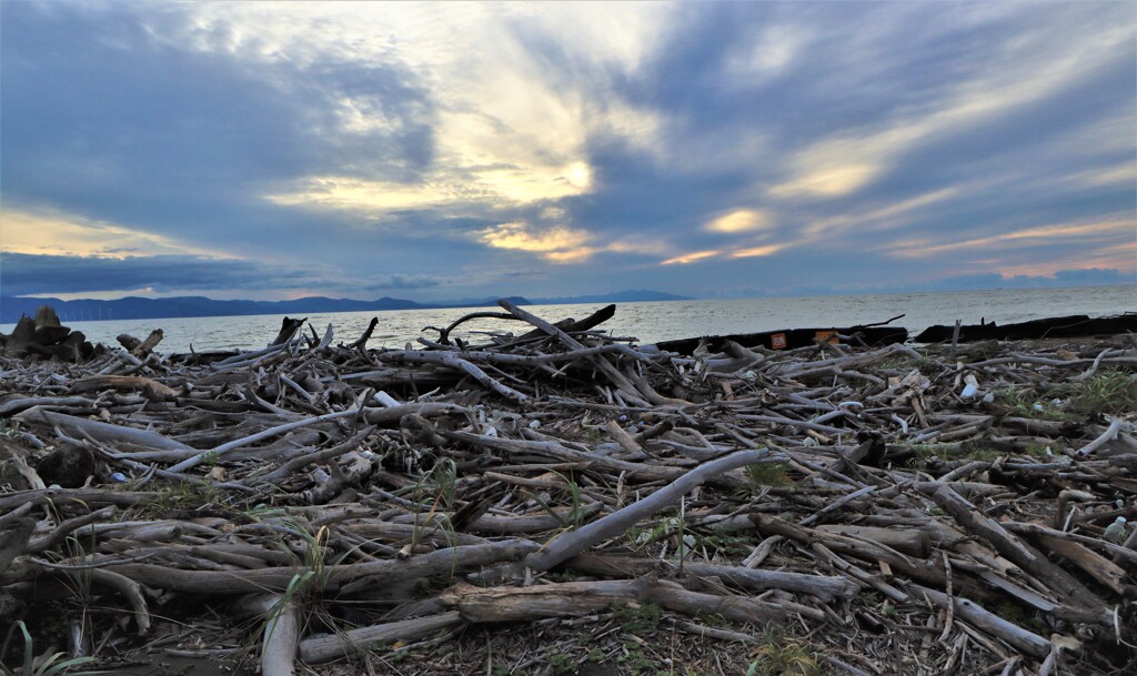 流木の墓場